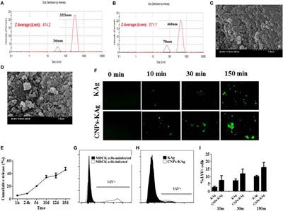 Mucosal Immunity and Protective Efficacy of Intranasal Inactivated Influenza Vaccine Is Improved by Chitosan Nanoparticle Delivery in Pigs